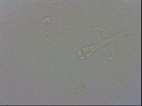 Macrobiotus recens image