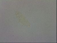 Macrobiotus recens image