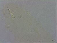 Macrobiotus recens image