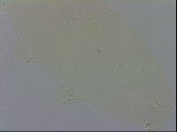 Macrobiotus recens image