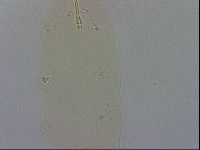 Macrobiotus recens image