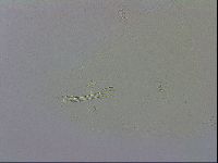 Macrobiotus recens image