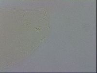 Macrobiotus recens image