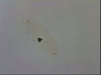 Macrobiotus recens image