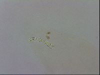 Macrobiotus recens image
