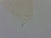 Macrobiotus recens image