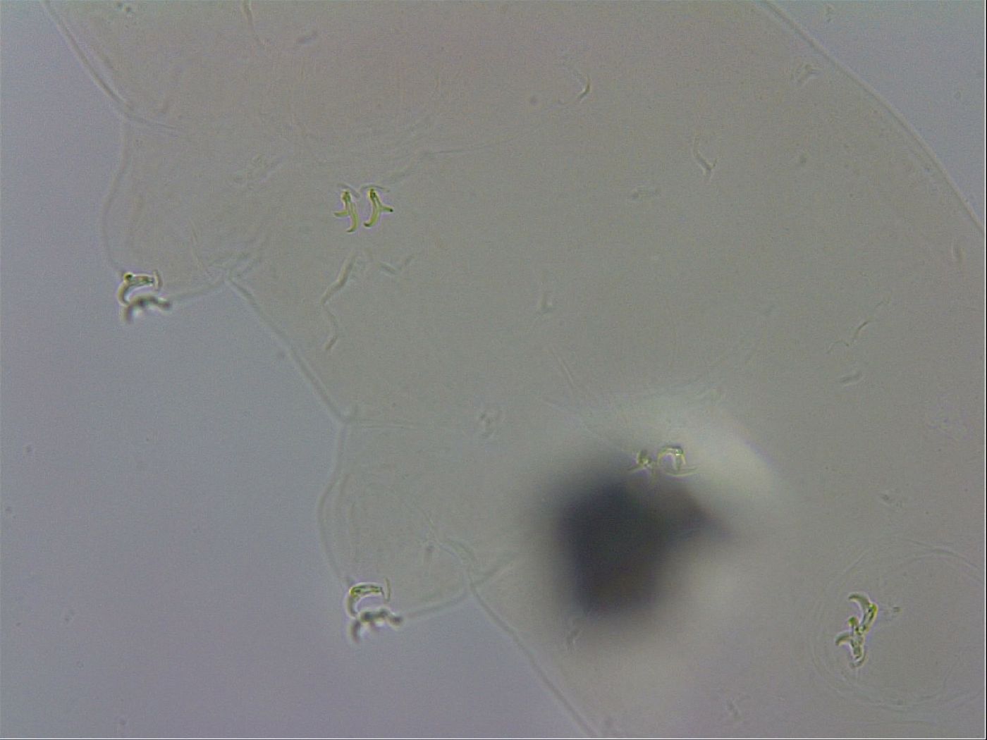 Macrobiotus recens image