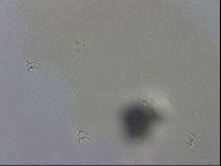 Macrobiotus recens image
