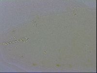 Macrobiotus recens image