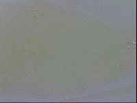 Macrobiotus recens image