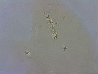 Macrobiotus recens image
