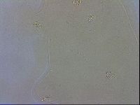 Macrobiotus recens image