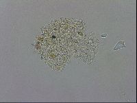 Macrobiotus recens image