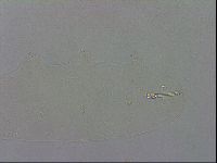 Macrobiotus recens image