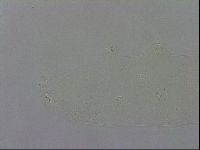 Macrobiotus recens image