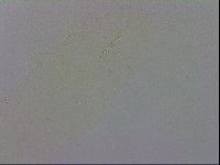 Macrobiotus recens image