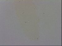 Macrobiotus recens image