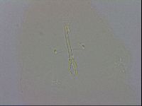 Macrobiotus recens image