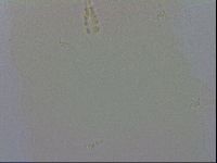 Macrobiotus recens image