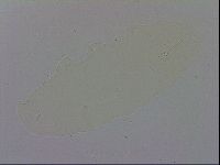 Macrobiotus recens image
