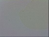 Macrobiotus recens image
