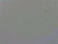 Macrobiotus recens image