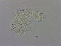 Macrobiotus recens image
