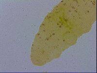 Macrobiotus hufelandi hufelandi image