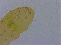 Macrobiotus hufelandi hufelandi image