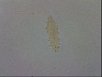 Macrobiotus hibiscus image