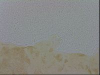 Macrobiotus hibiscus image