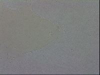 Macrobiotus hibiscus image