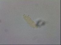 Macrobiotus hibiscus image