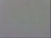 Murrayon hibernicus image