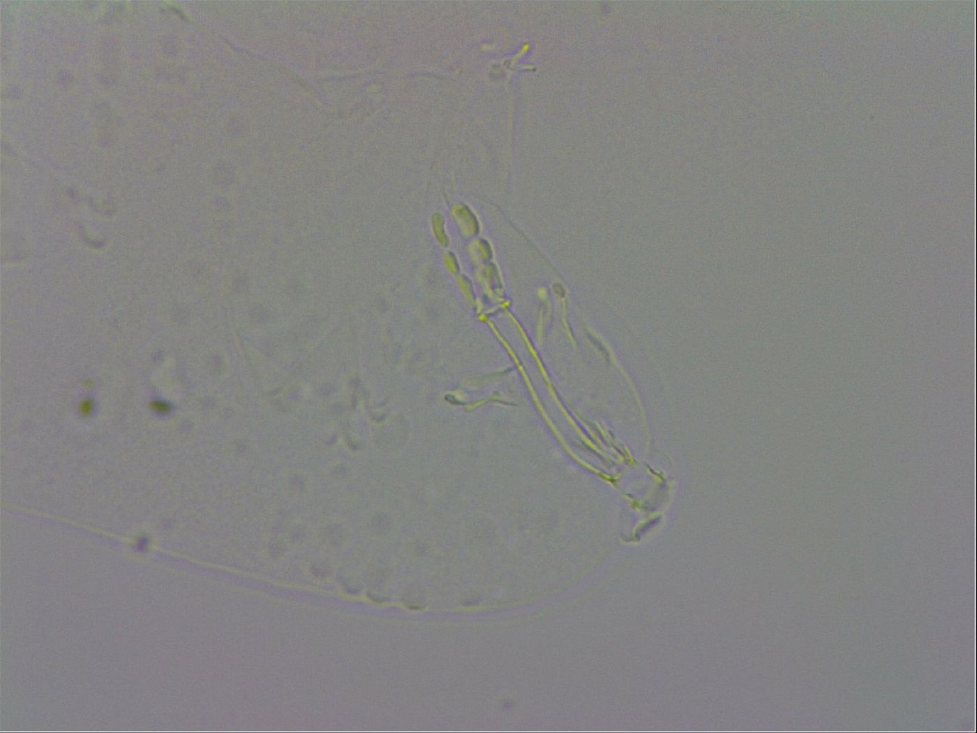 Murrayon hibernicus image