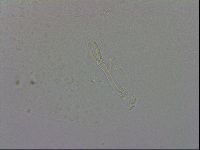 Murrayon hibernicus image