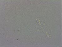 Murrayon hibernicus image