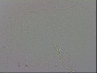 Murrayon hibernicus image