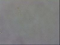 Murrayon hibernicus image