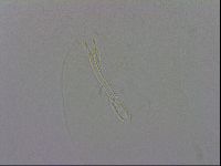 Murrayon hibernicus image