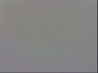 Murrayon hibernicus image