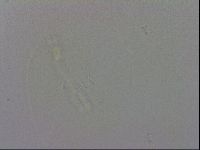 Murrayon hibernicus image