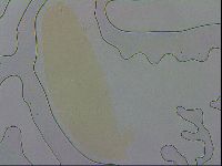 Murrayon hibernicus image