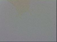 Murrayon hibernicus image