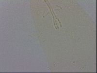 Murrayon hibernicus image
