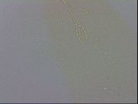 Murrayon hibernicus image