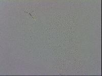 Murrayon hibernicus image