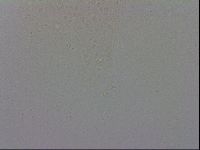 Murrayon hibernicus image