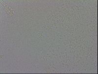 Murrayon hibernicus image