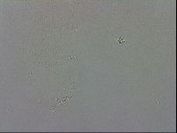 Murrayon hibernicus image